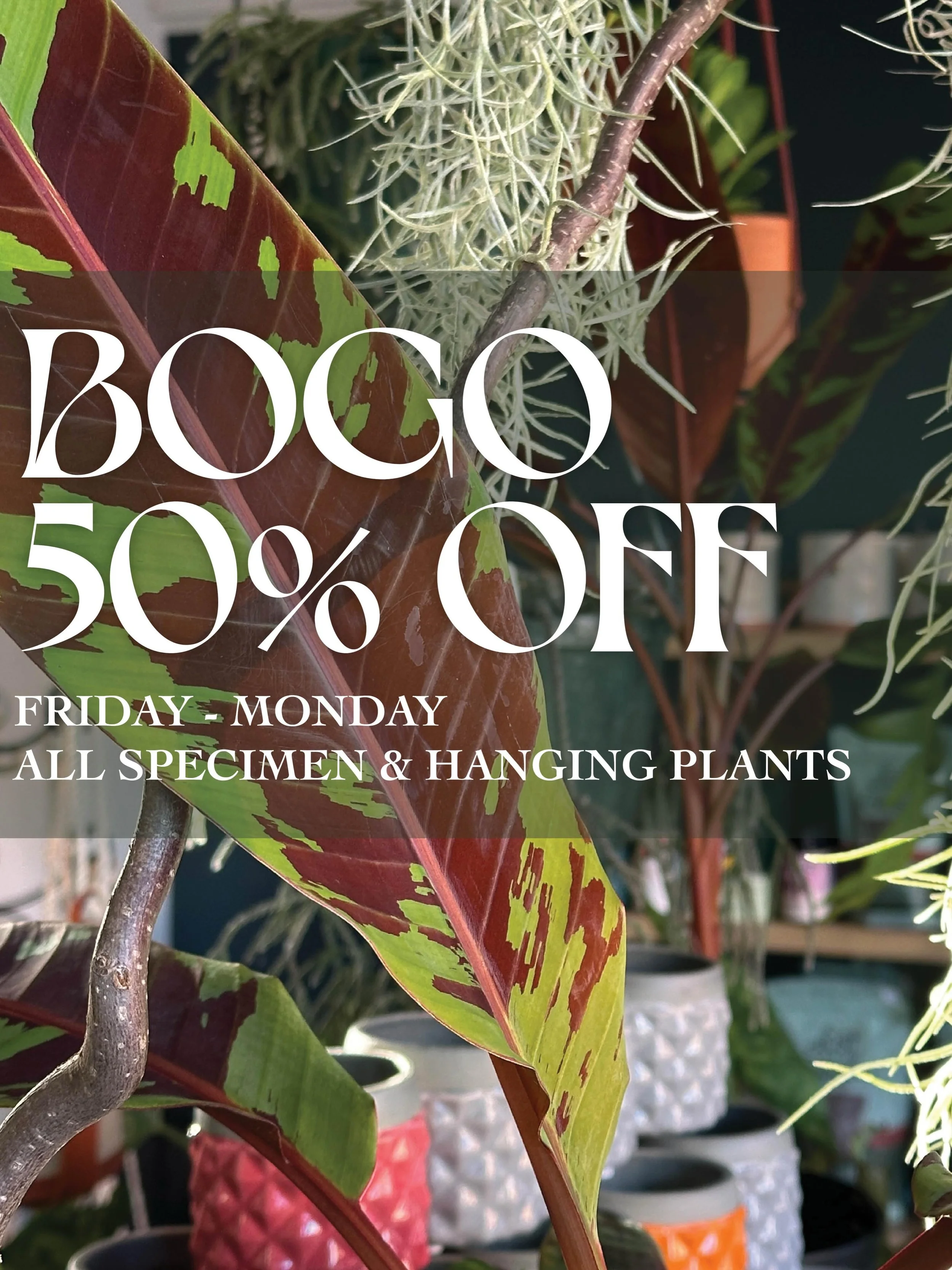 I think morning light is probably my favorite kind of light inside the Shop. There&rsquo;s something about being here early, in the quiet, watching the rays move across the walls and shelves and goods, no two moments the same. 

Anyway, BOGO 50% OFF 
