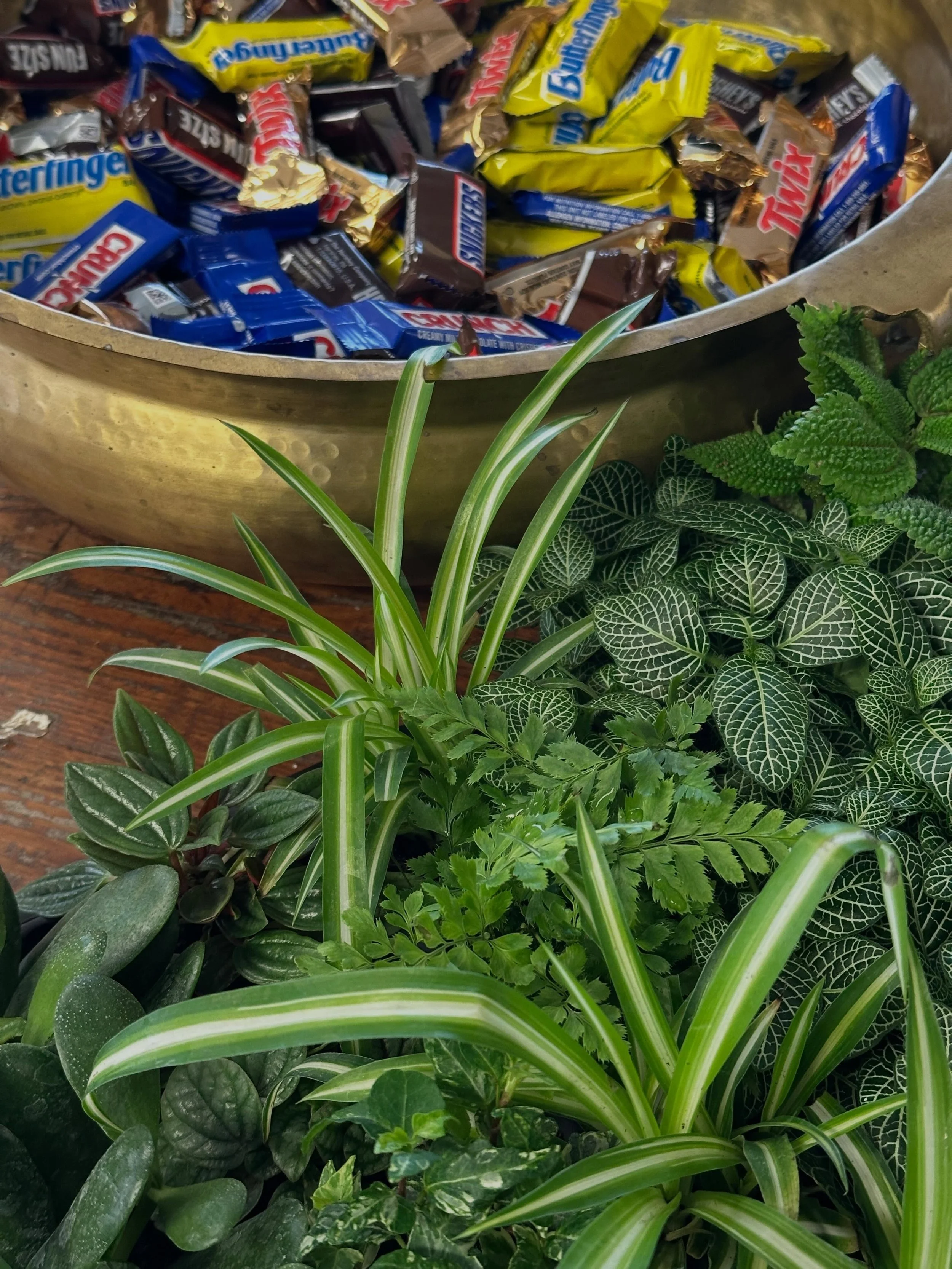 Who&rsquo;s ready for a Boo-tanical Bash tomorrow?! When I said &ldquo;only the best chocolate&rdquo; this is what I meant ✨🎃 Stop by between 10-4 for all the fun. 

* Come in costume for a free mini plant (or spend at least $15). While supplies las