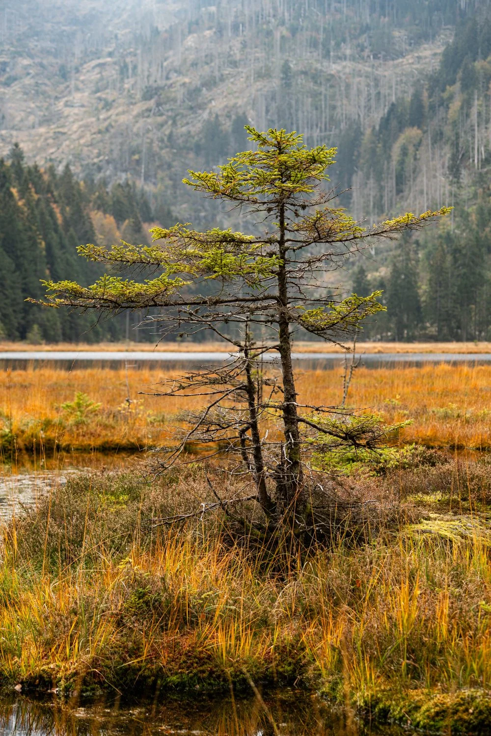 PGE-kleiner Arbersee-AB-01.jpg