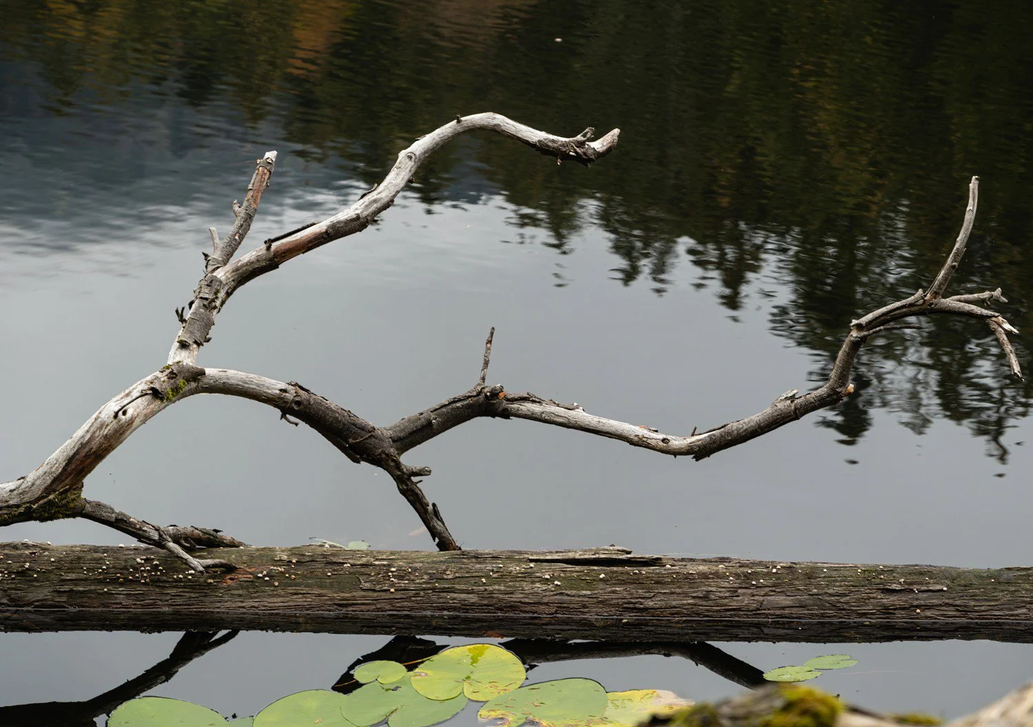 PGE-kleiner Arbersee-AL-07.jpg
