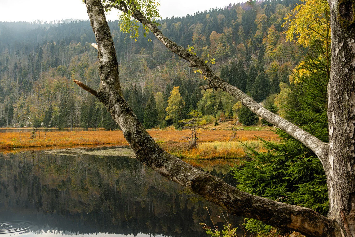 PGE-kleiner Arbersee-AL-03.jpg