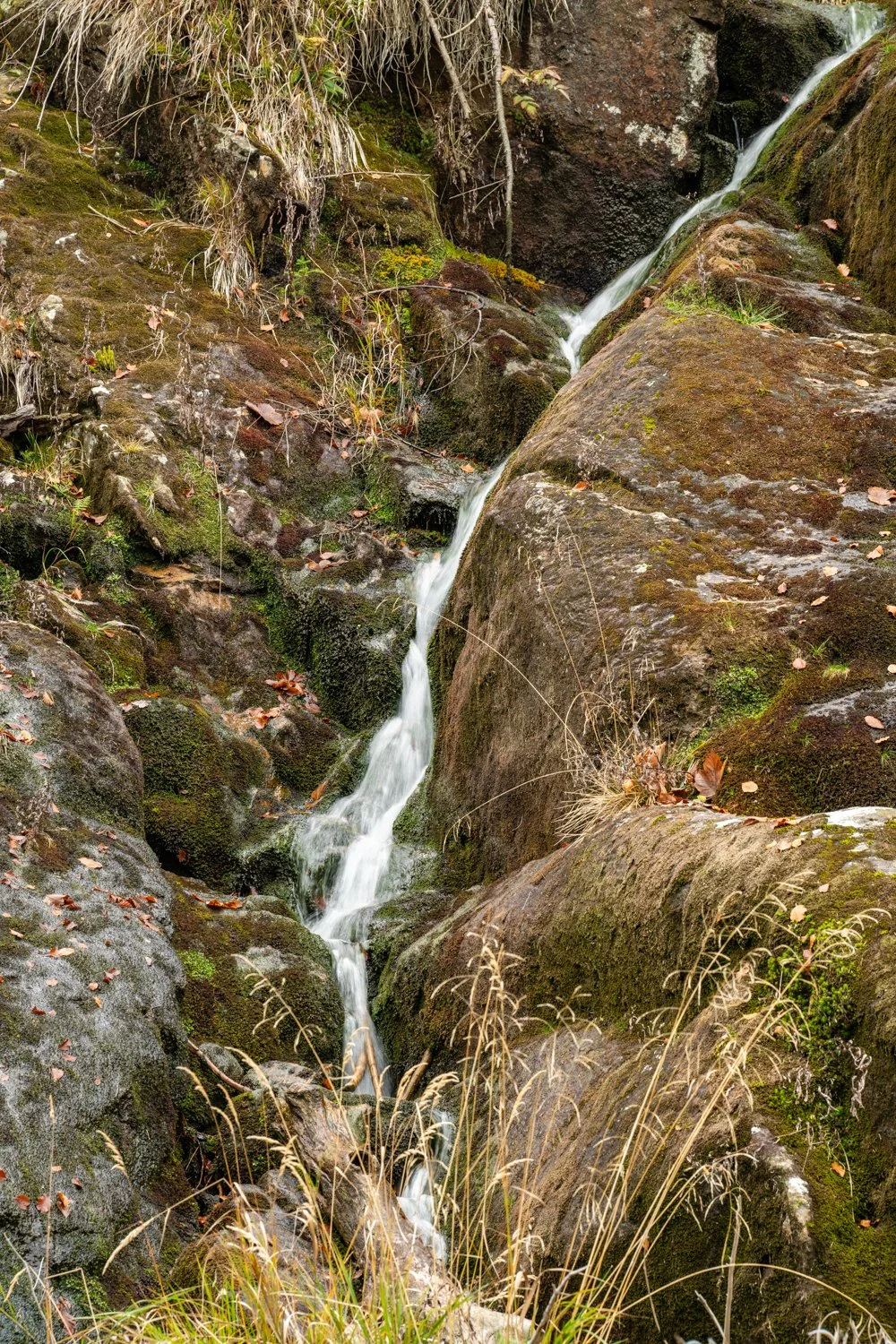 PGE-kleiner Arbersee-WP-14.jpg