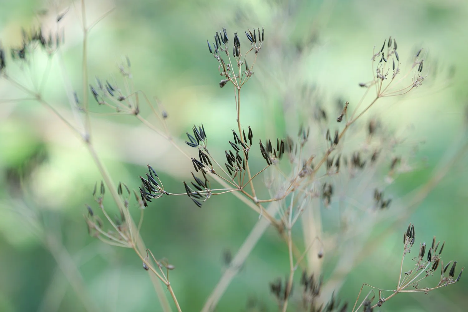 FLLB-AB-02.jpg