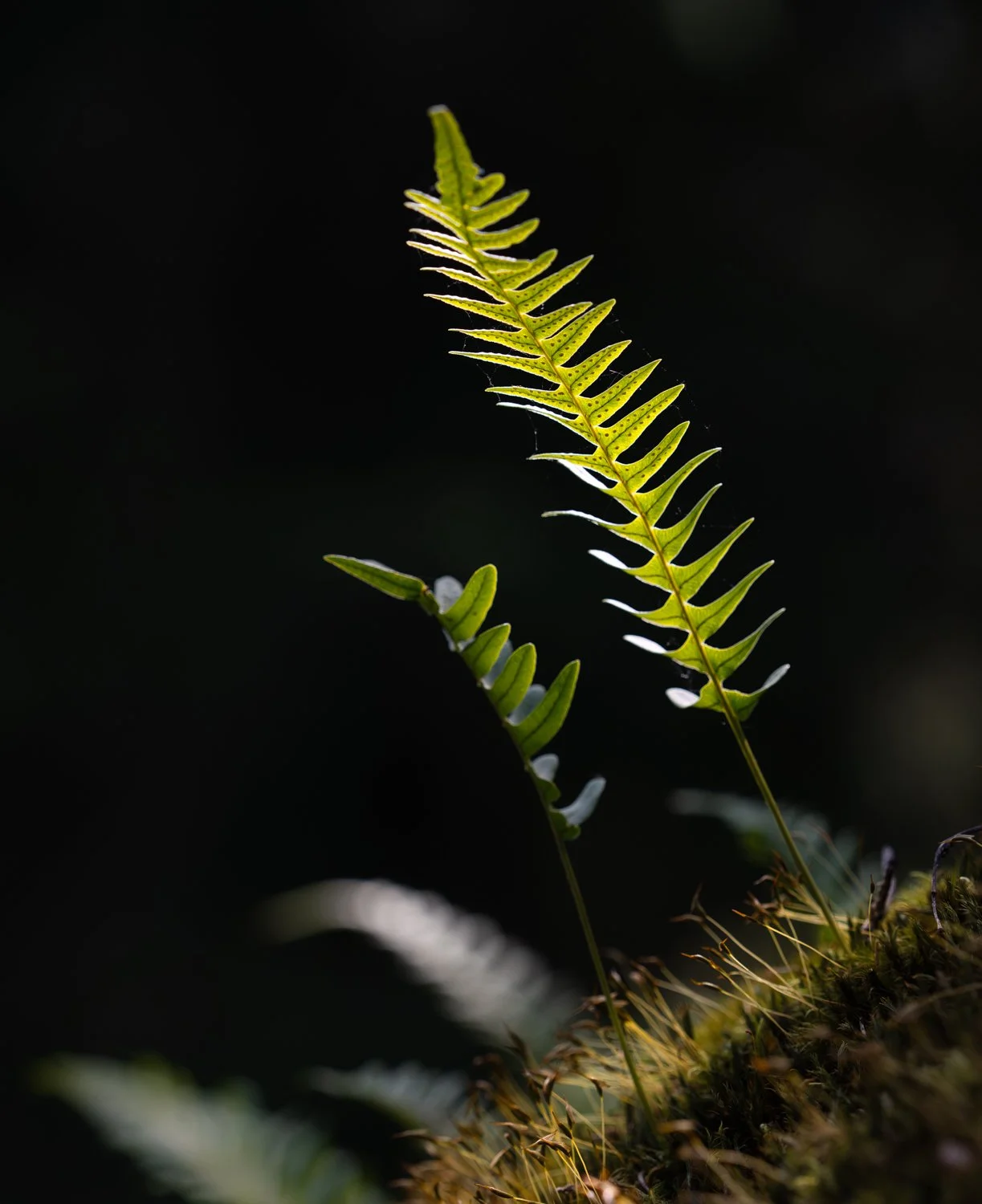 FLLB-AB-06.jpg