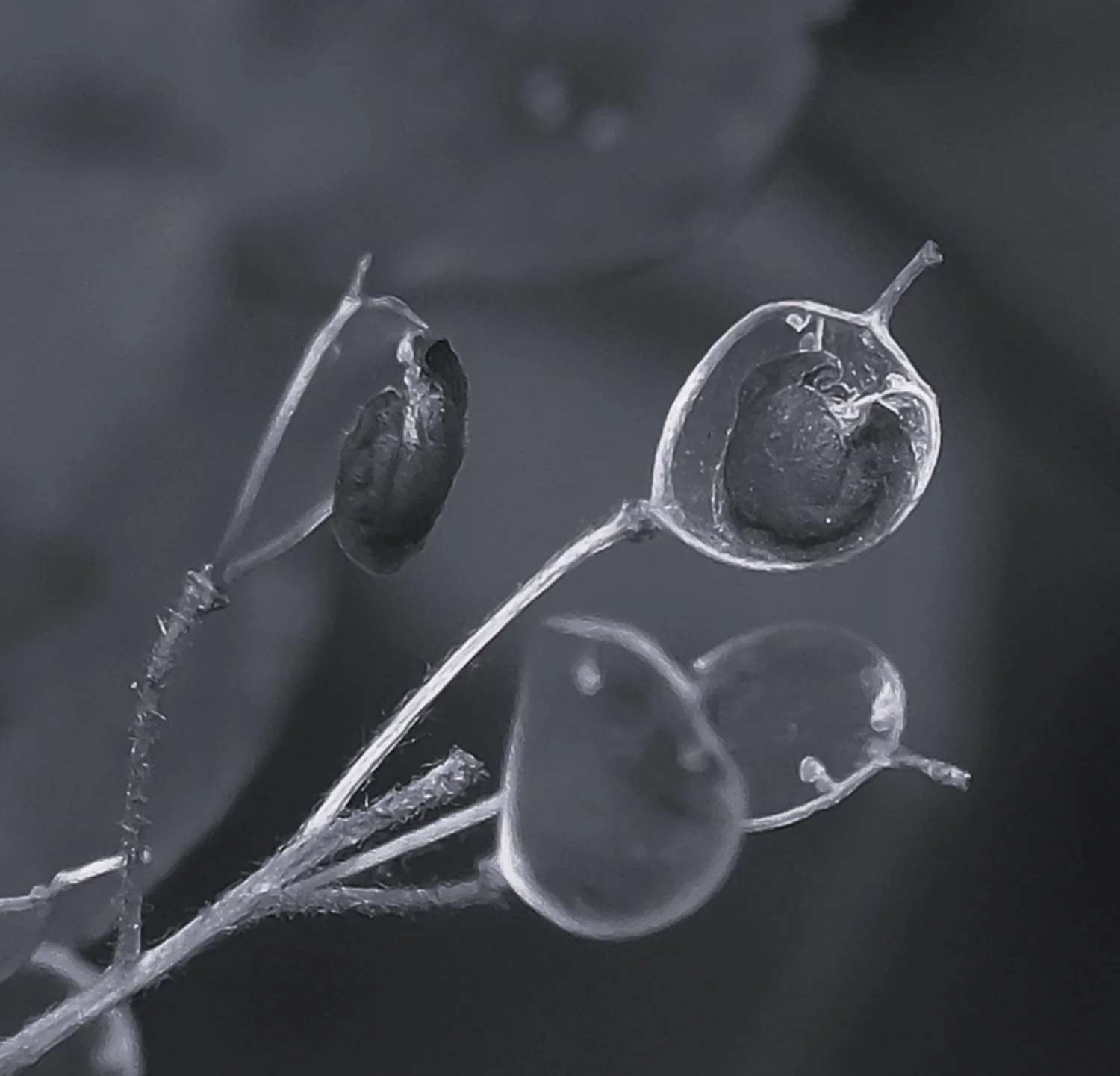 JN PG BG 01-2026-01.jpg