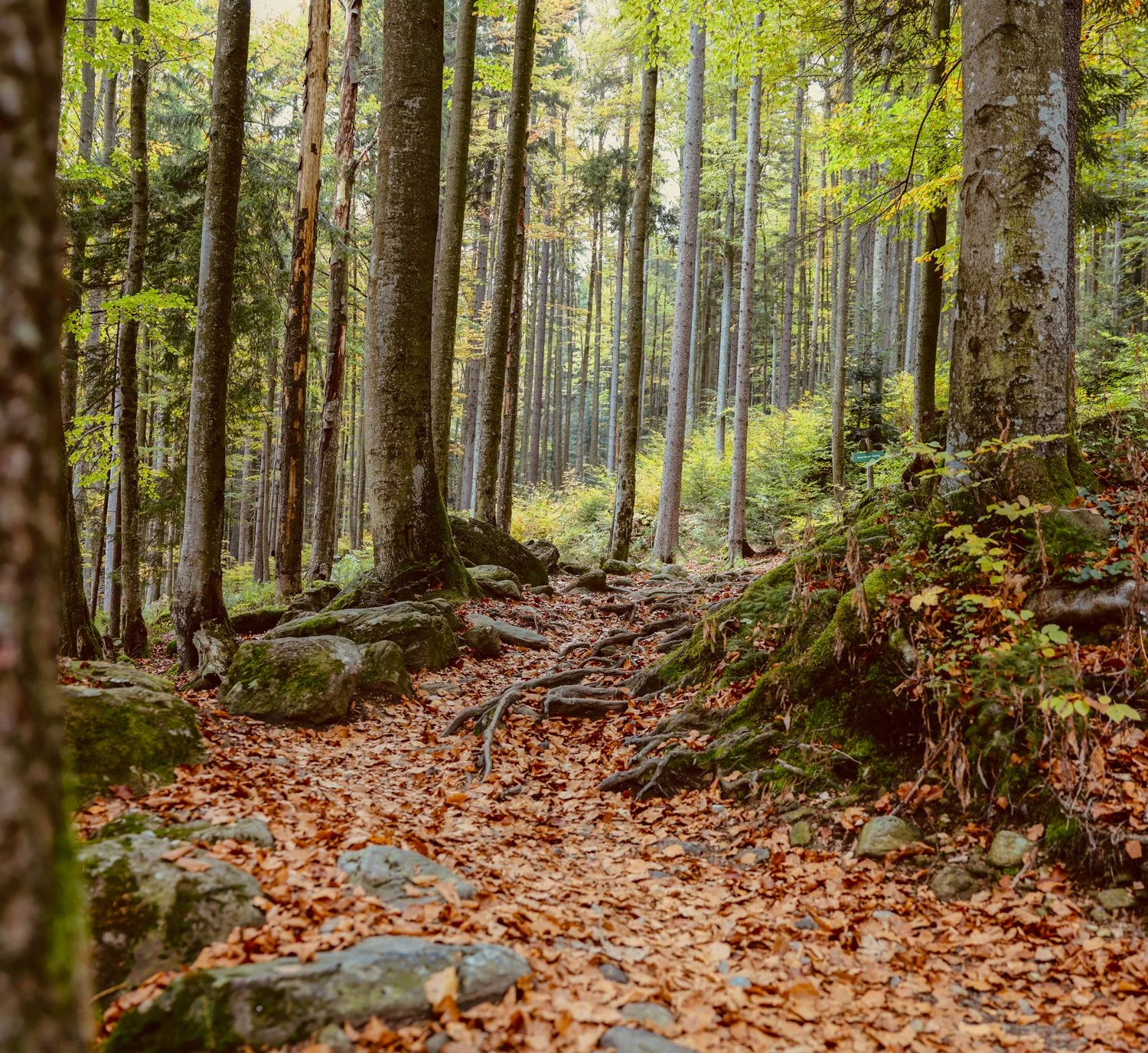 PGE-kleiner Arbersee-GK-03.jpg