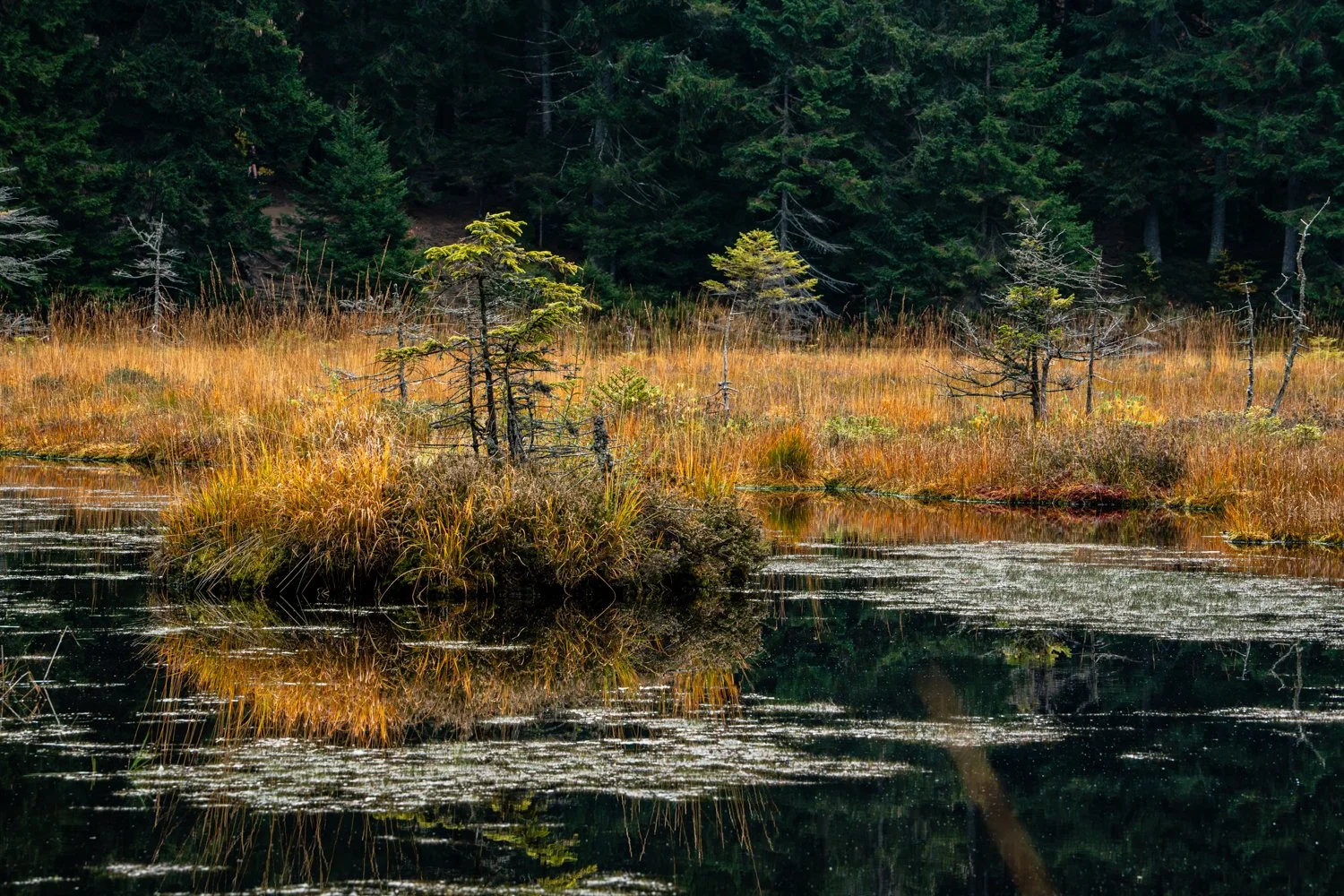 PGE-kleiner Arbersee-AB-11.jpg