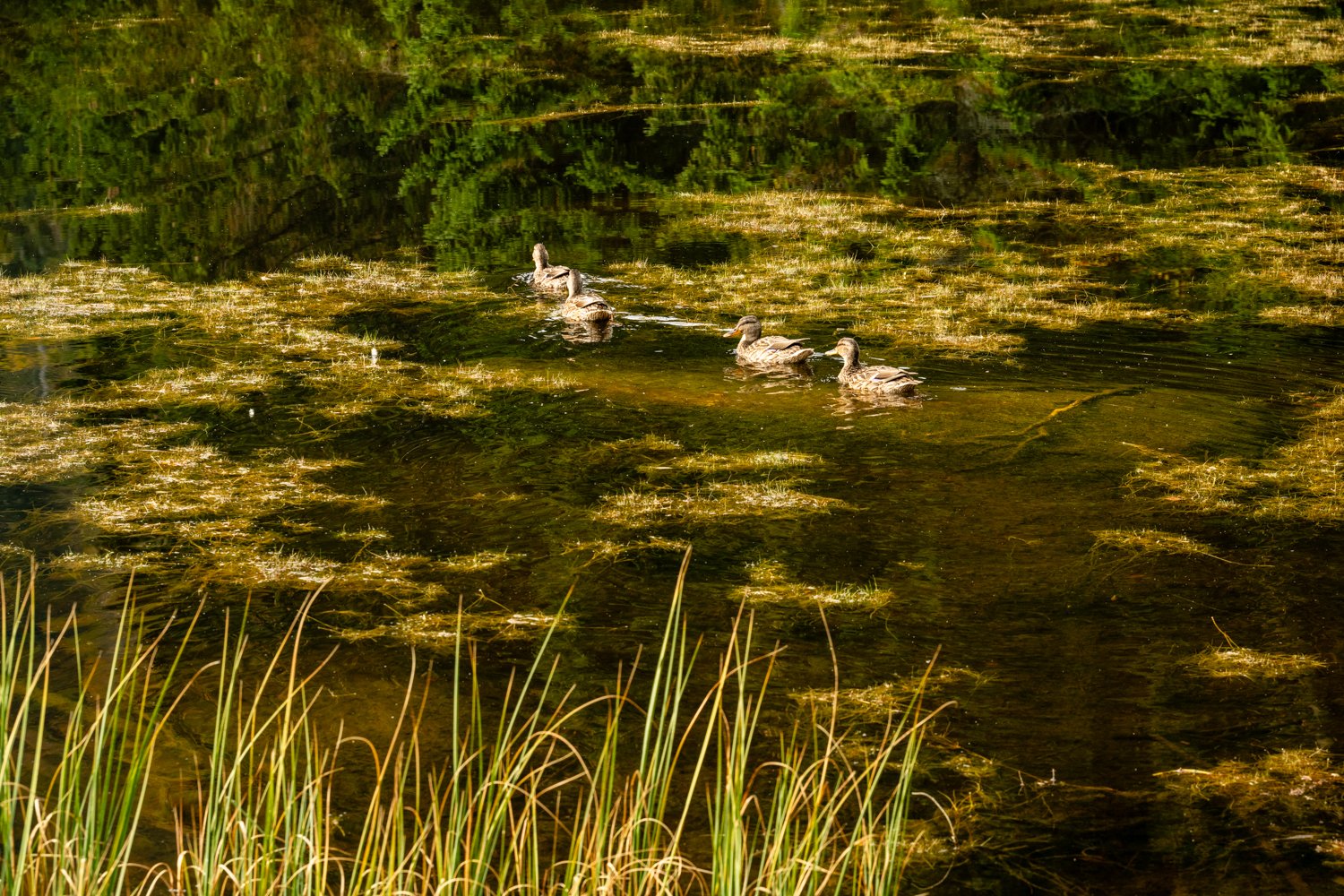 PGE-kleiner Arbersee-WP-06.jpg