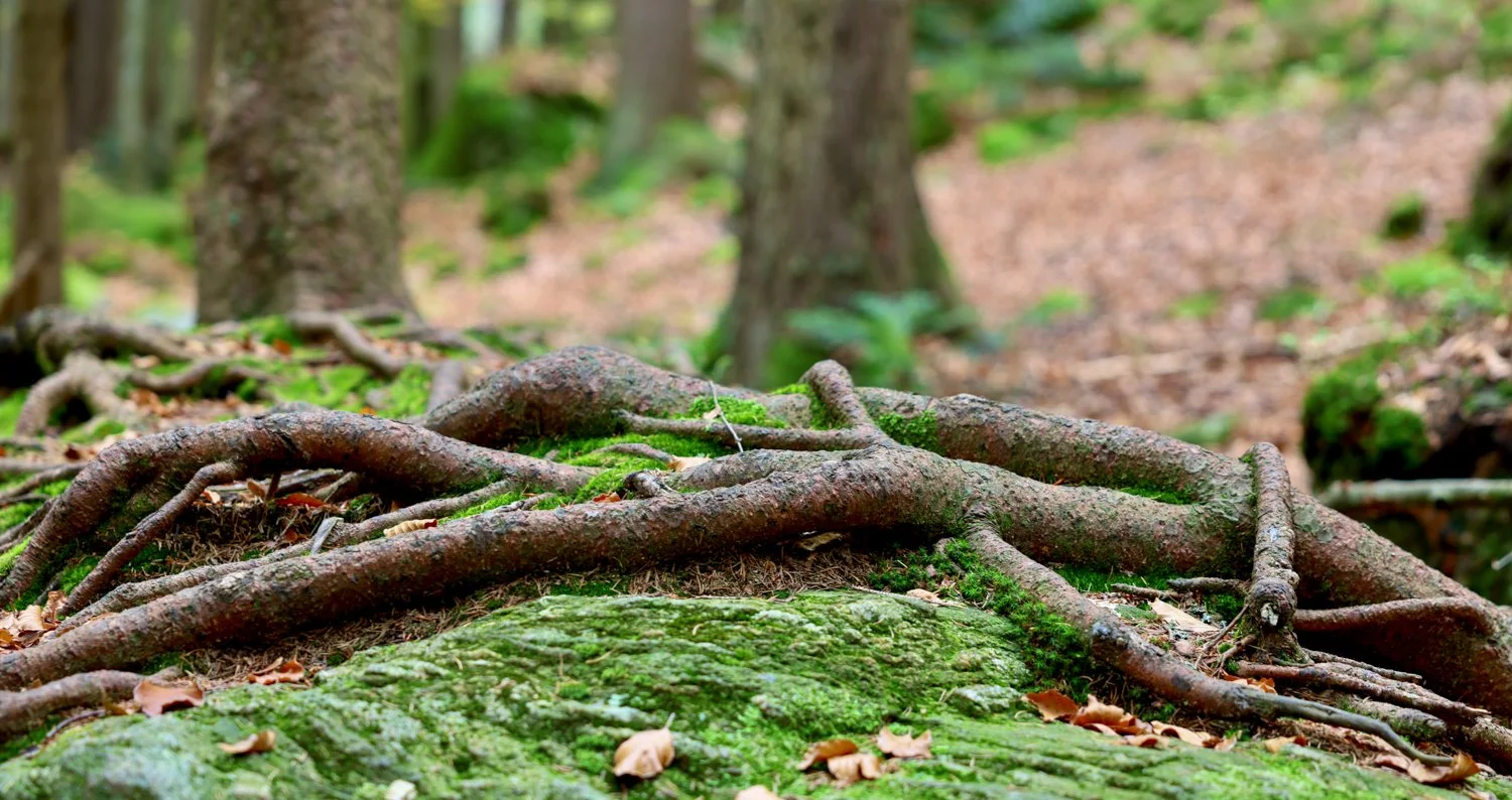 PGE-kleiner Arbersee-GK-16.jpg