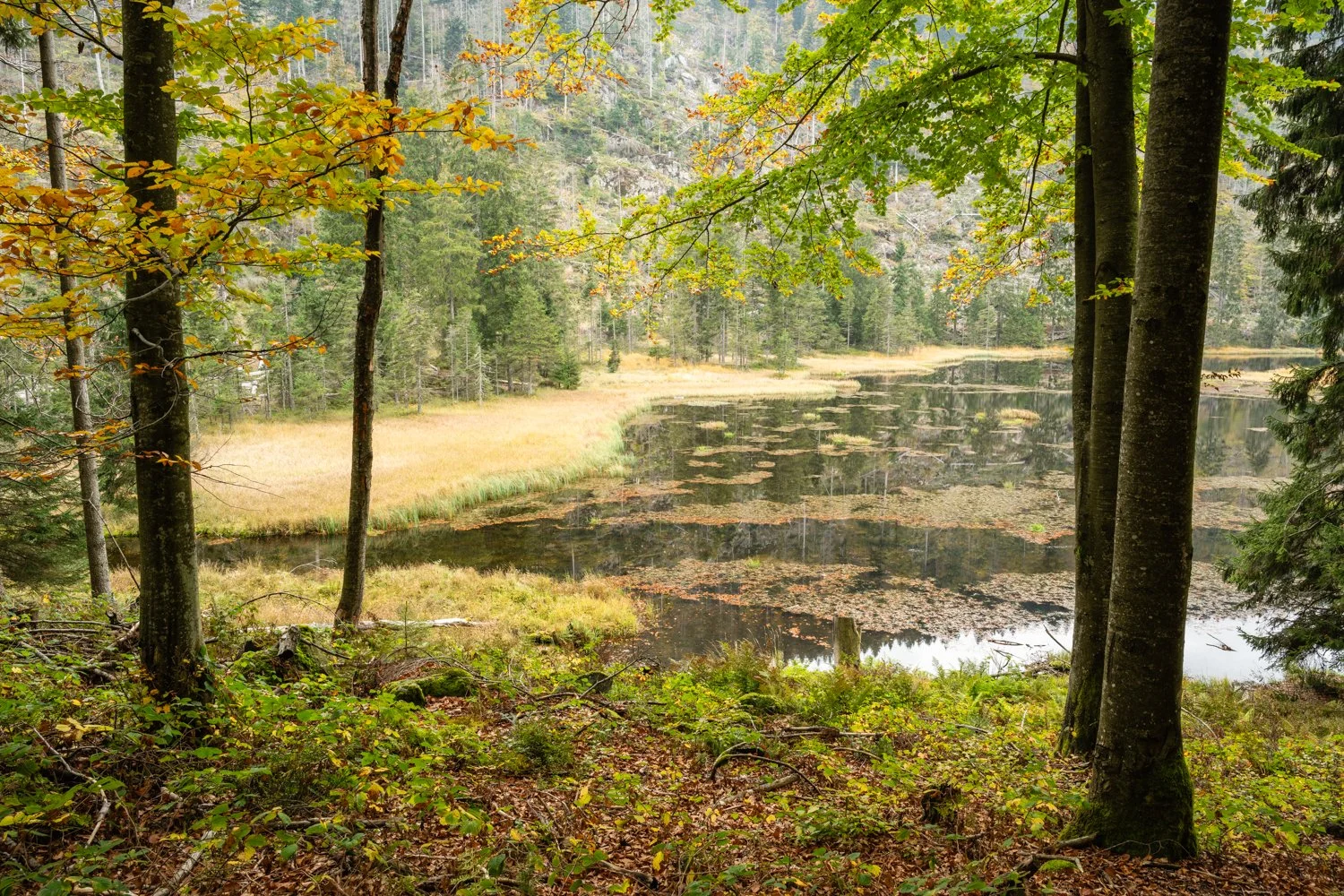 PGE-kleiner Arbersee-WP-17.jpg