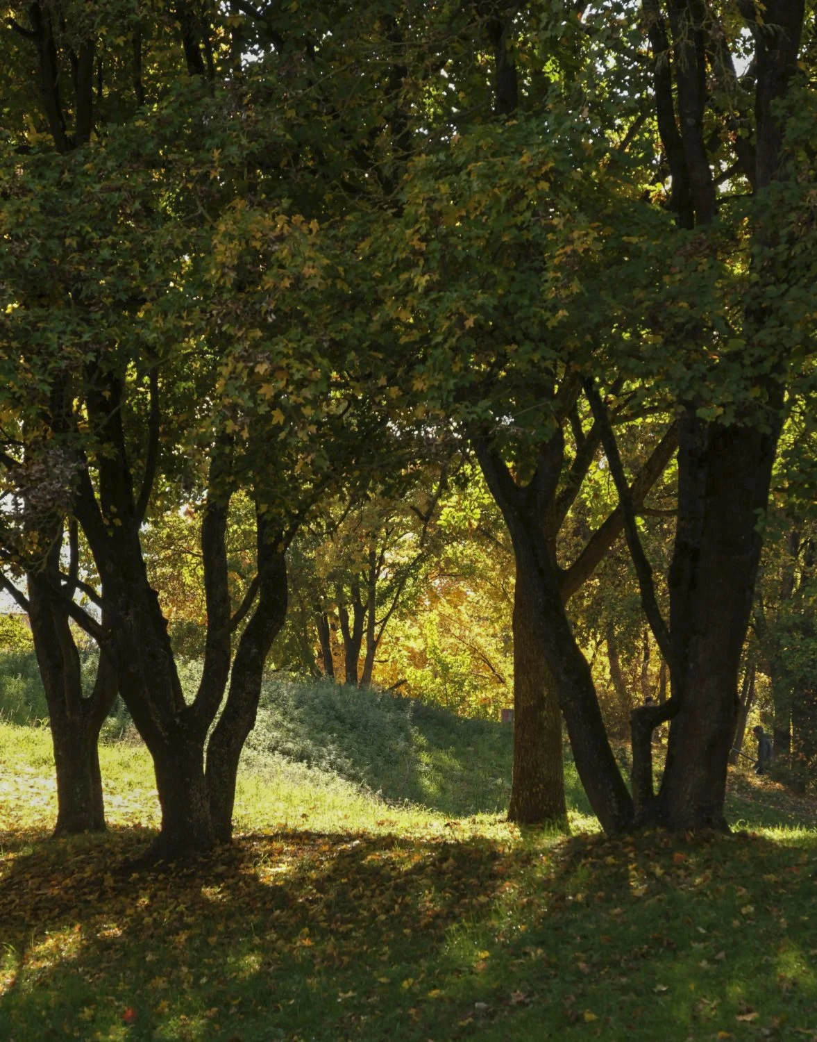 JN PG BG 01-2026-29.jpg