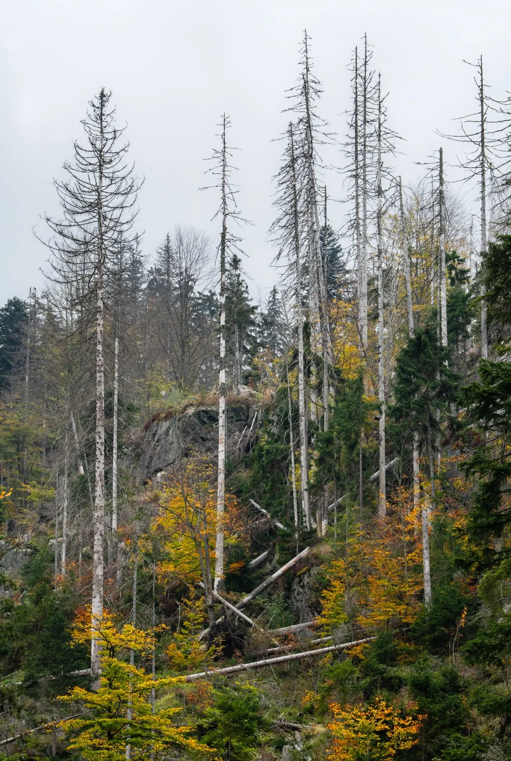 PGE-kleiner Arbersee-AB-12.jpg