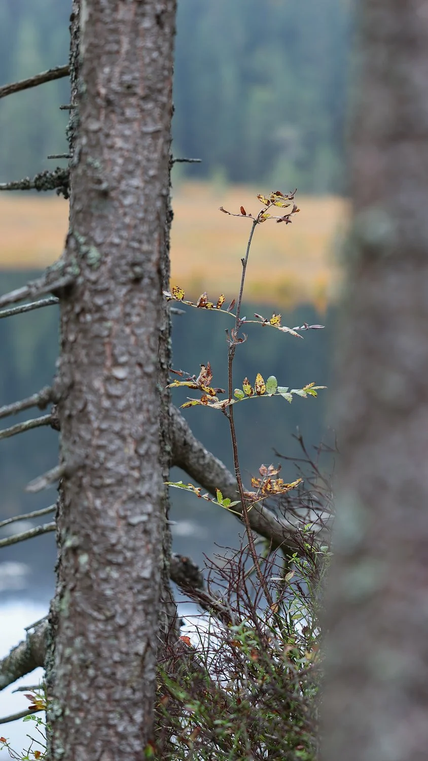 PGE-kleiner Arbersee-GK-14.jpg