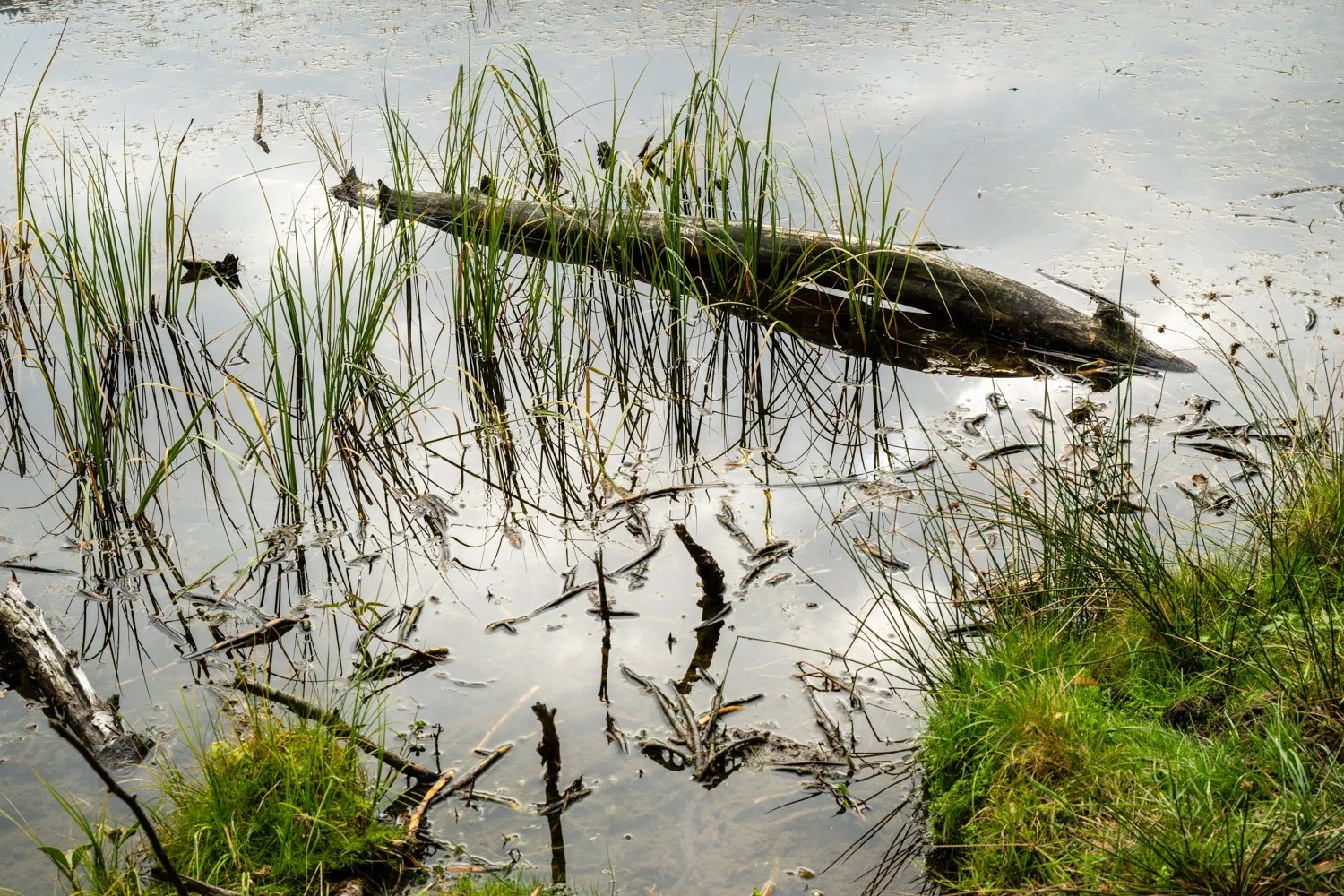 PGE-kleiner Arbersee-WP-07.jpg