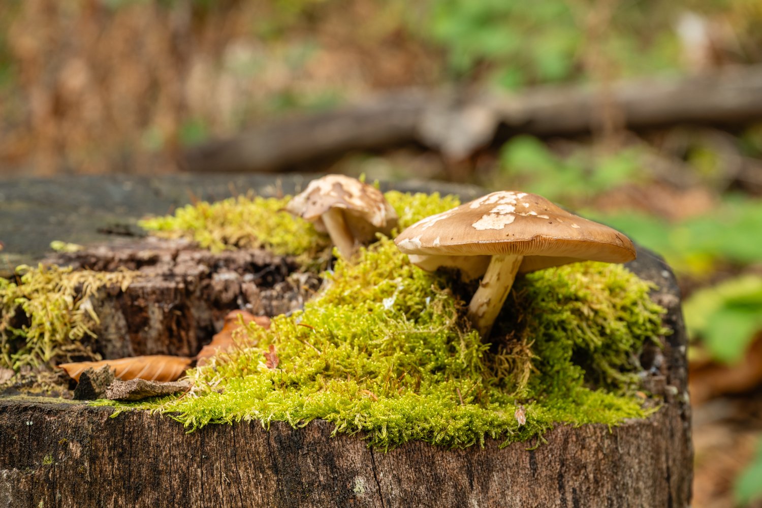 PGE-kleiner Arbersee-WP-18.jpg