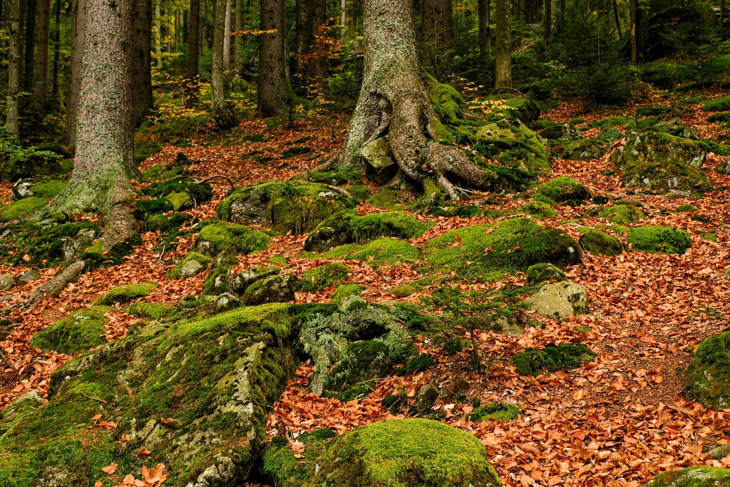 PGE-kleiner Arbersee-AL-11.jpg