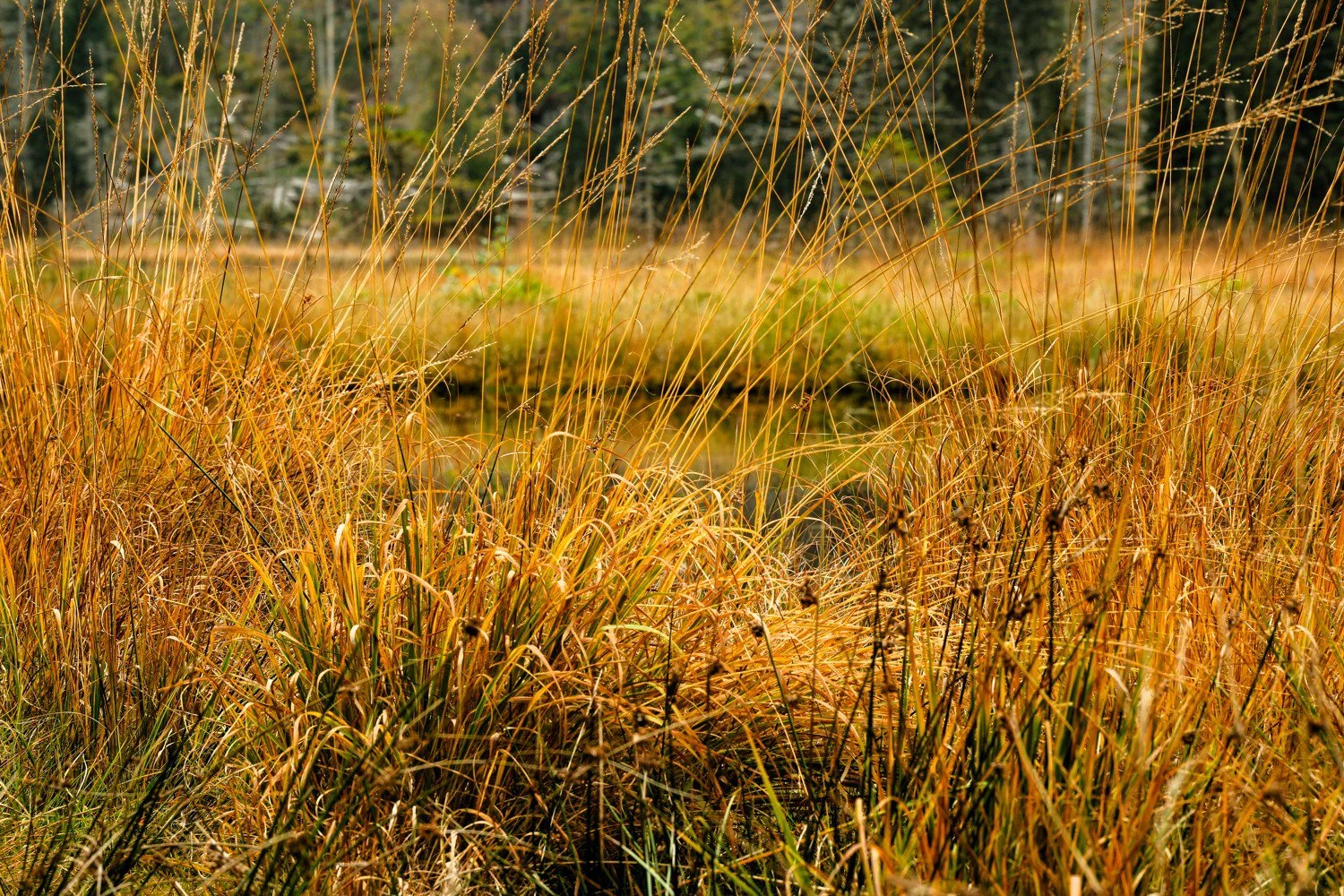 PGE-kleiner Arbersee-AL-12.jpg