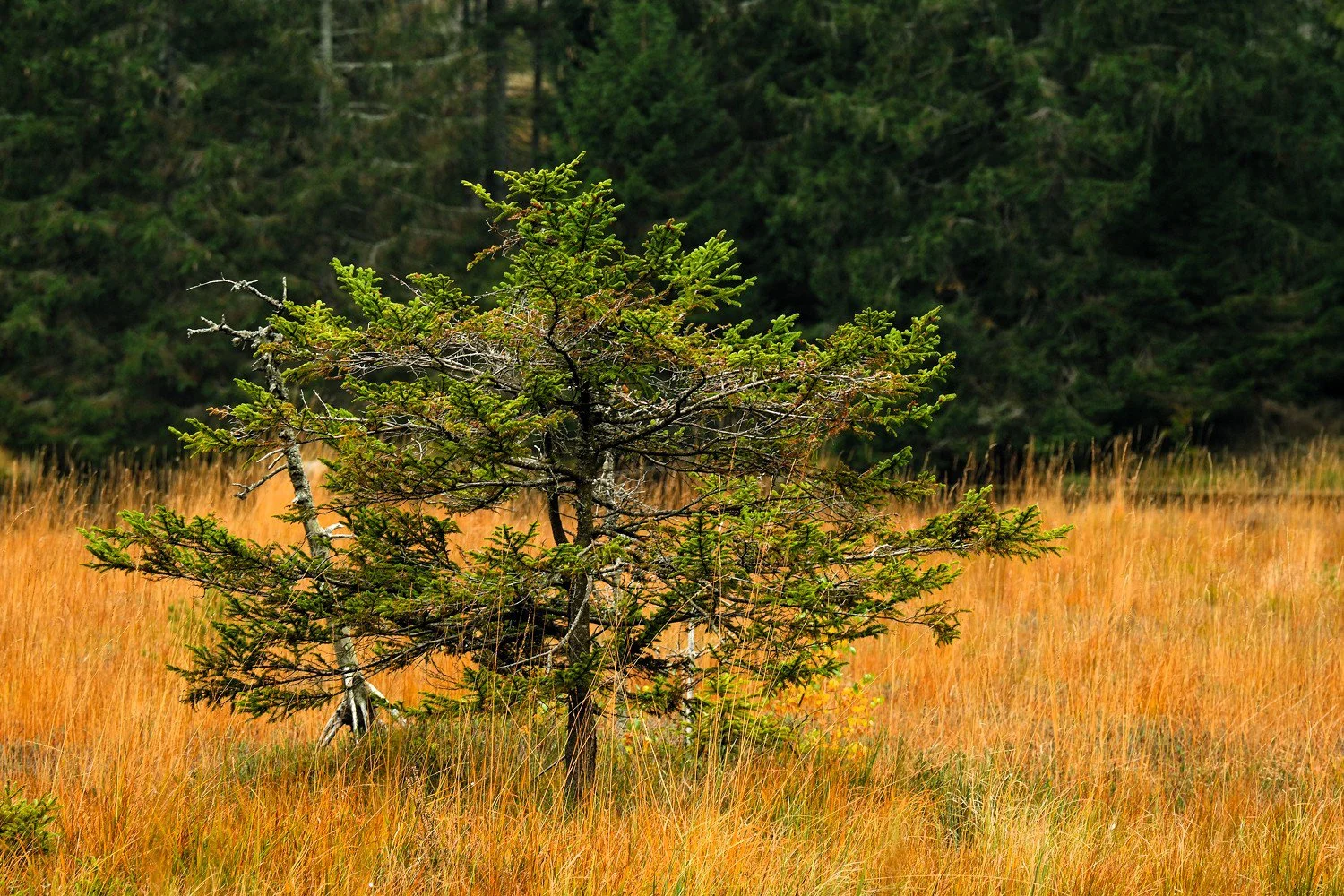 PGE-kleiner Arbersee-AL-14.jpg