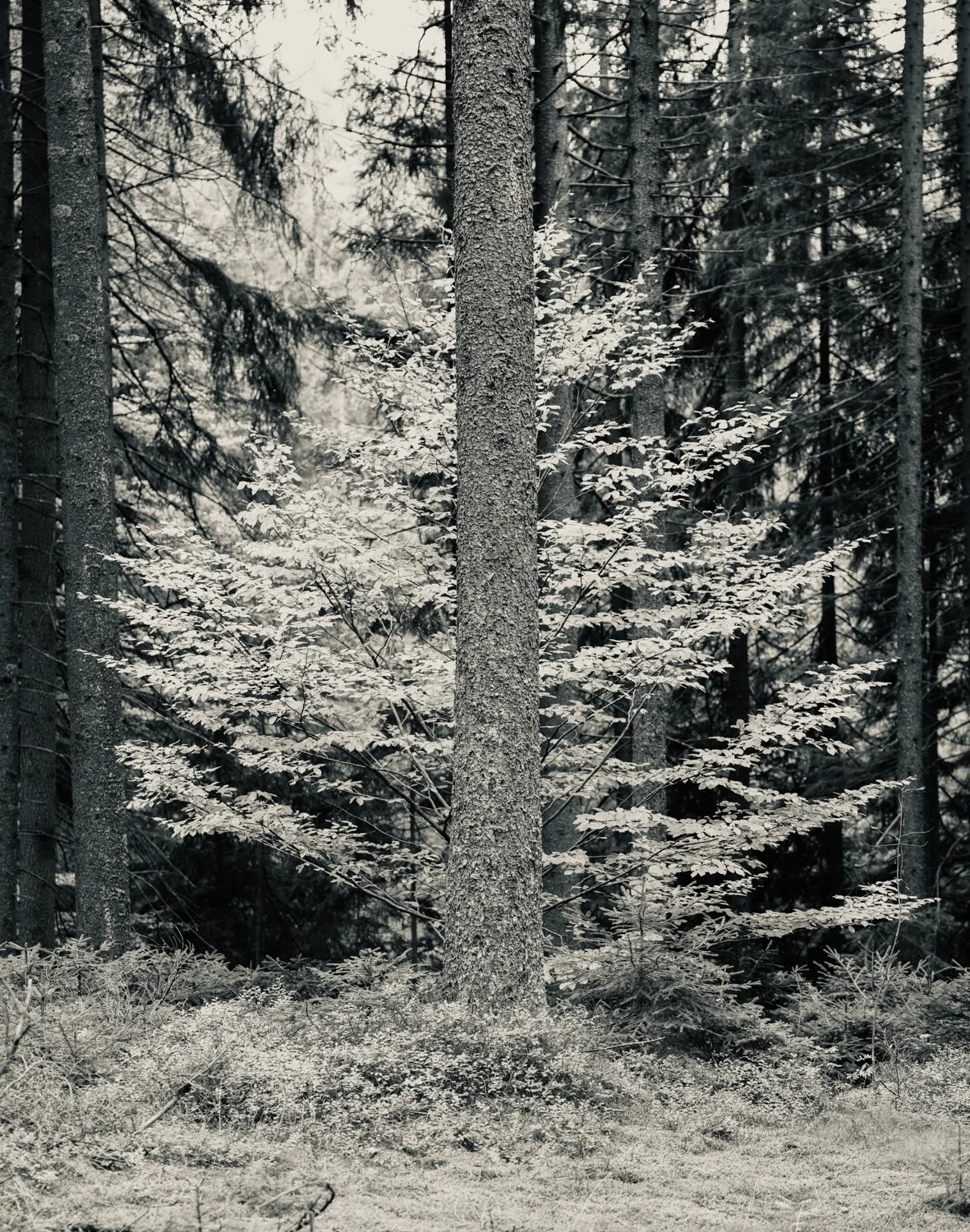 PGE-kleiner Arbersee-GK-07.jpg