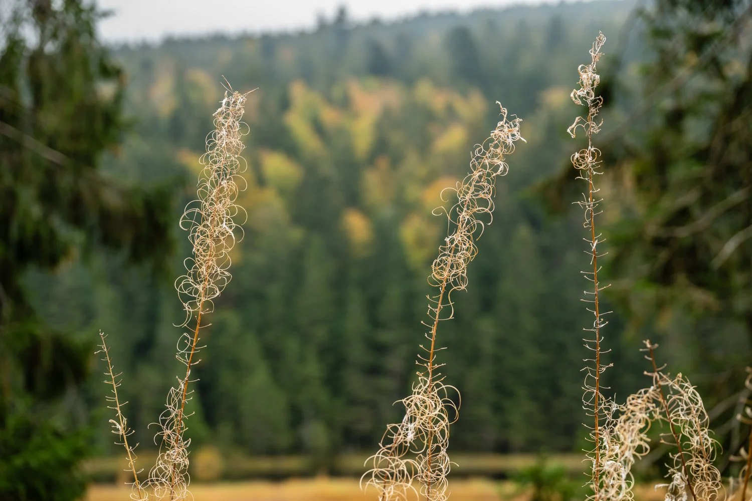 PGE-kleiner Arbersee-WP-12.jpg