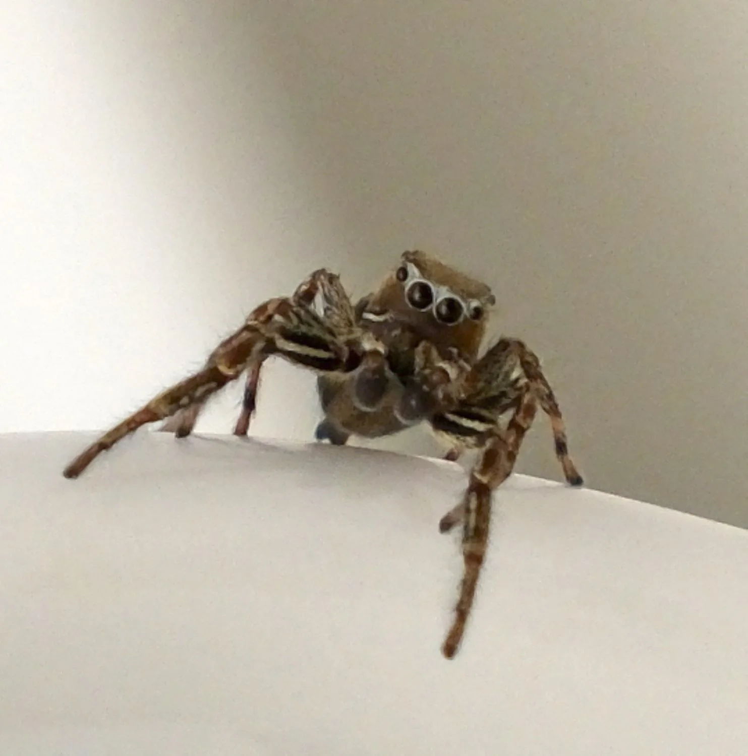 JN PG BG 01-2026-34.jpg