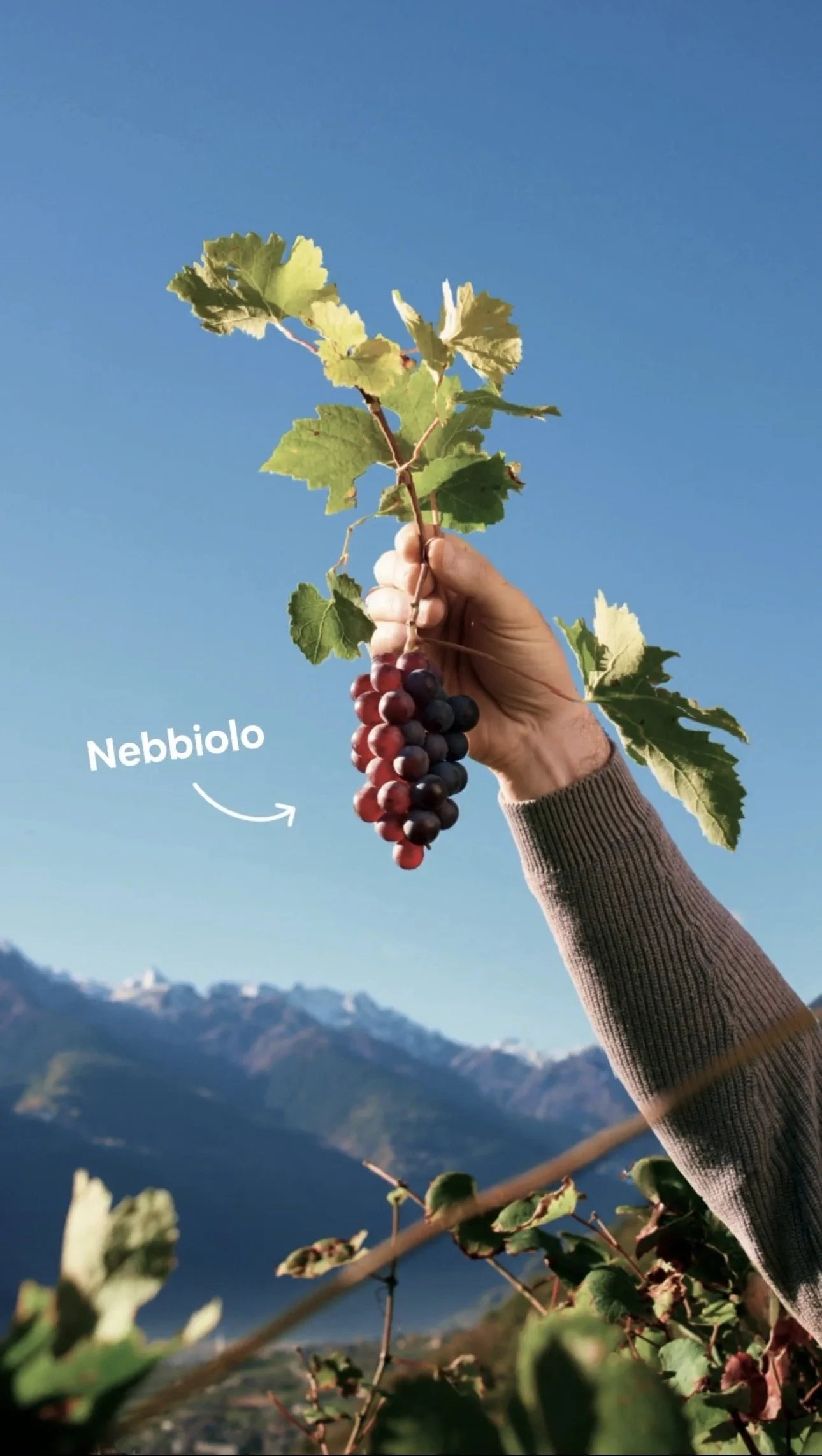 Hand holding a bunch of grapes with leaves, labeled as 'Nebbiolo', against a mountain and blue sky background.