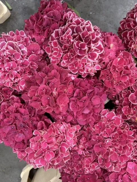 Hydrangeas: The Timeless Elegance of Luxury Wedding Floristry