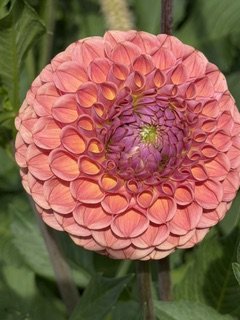 IMG_3574.jpeg
