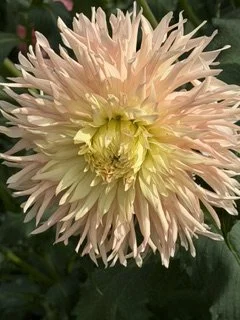 IMG_3570.jpeg