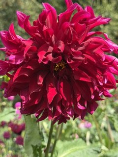 IMG_3590.jpeg