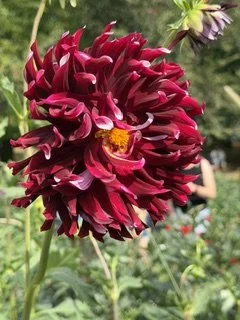 IMG_3595.jpeg