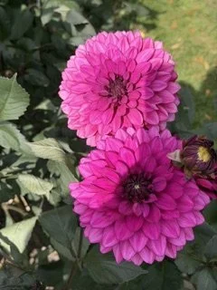 IMG_3592.jpeg