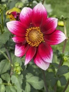 IMG_3608.jpeg