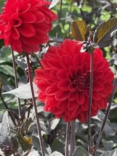 IMG_3621.jpeg