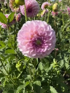 IMG_3630.jpeg