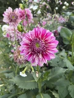 IMG_3643.jpeg