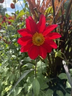 IMG_3618.jpeg