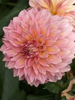 A Closer Look at Dahlias: Discovering the Dahlia Fire at Britzer Garten, Berlin
