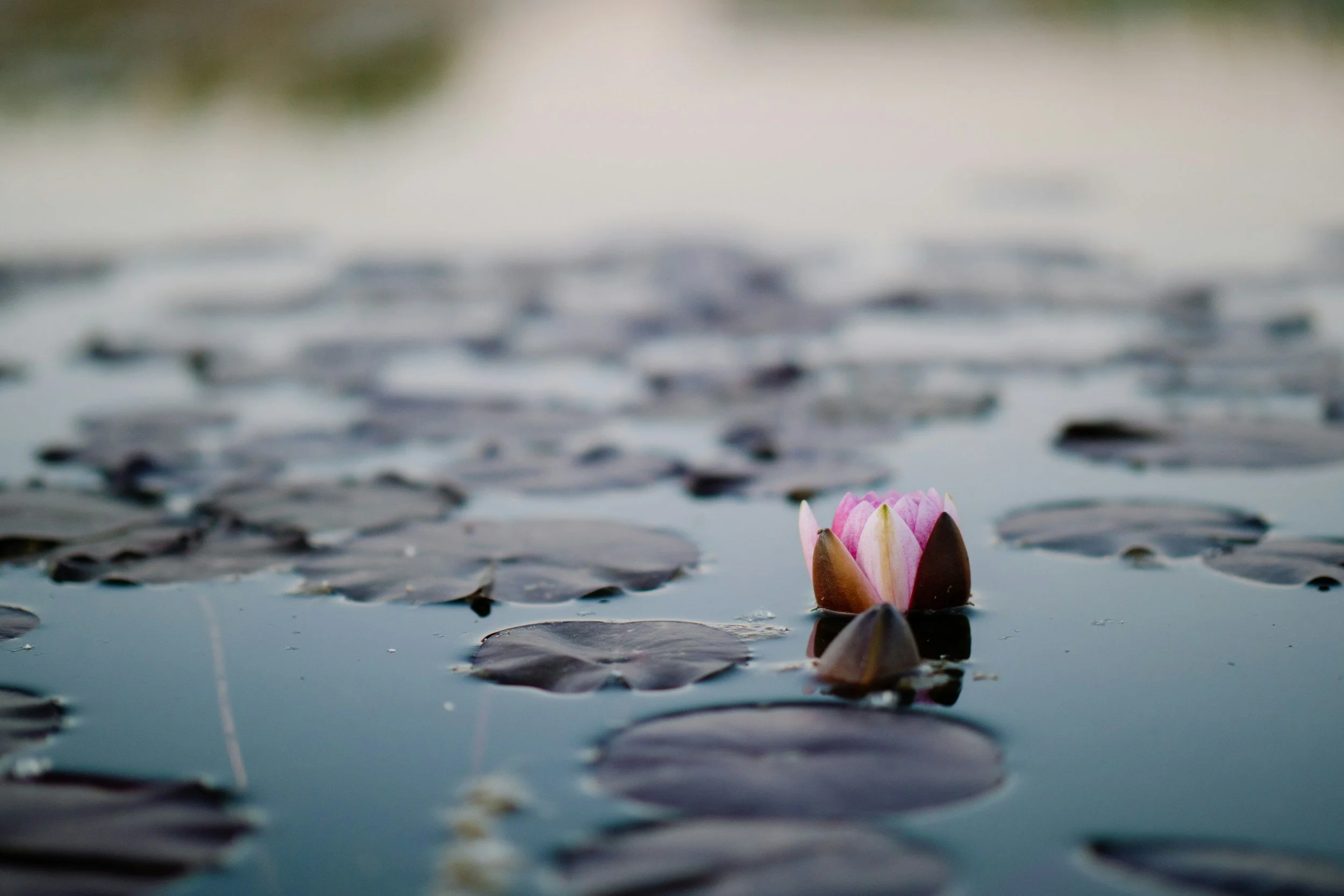 A pink water lily emerging from lily pads on a pond.