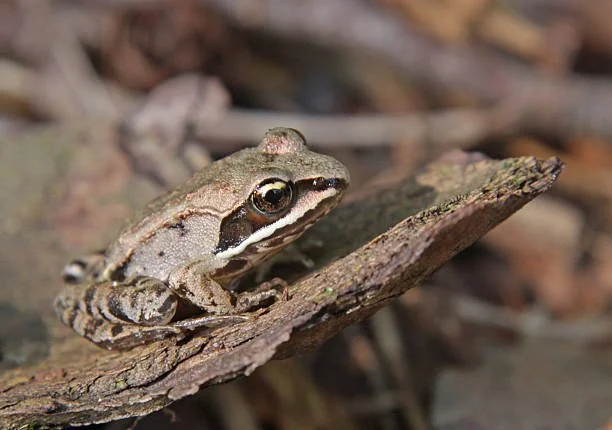 wood frog sitting on a log