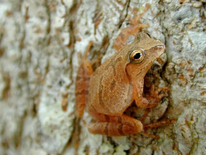 A spring peeper on a tree