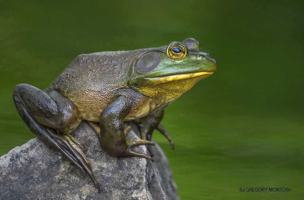 american bull frog sitting on a rock facing right