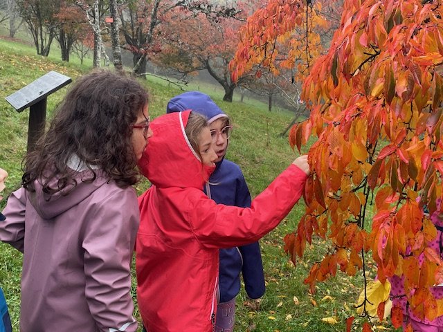 6060 Les couleurs de l'automne_006.jpg