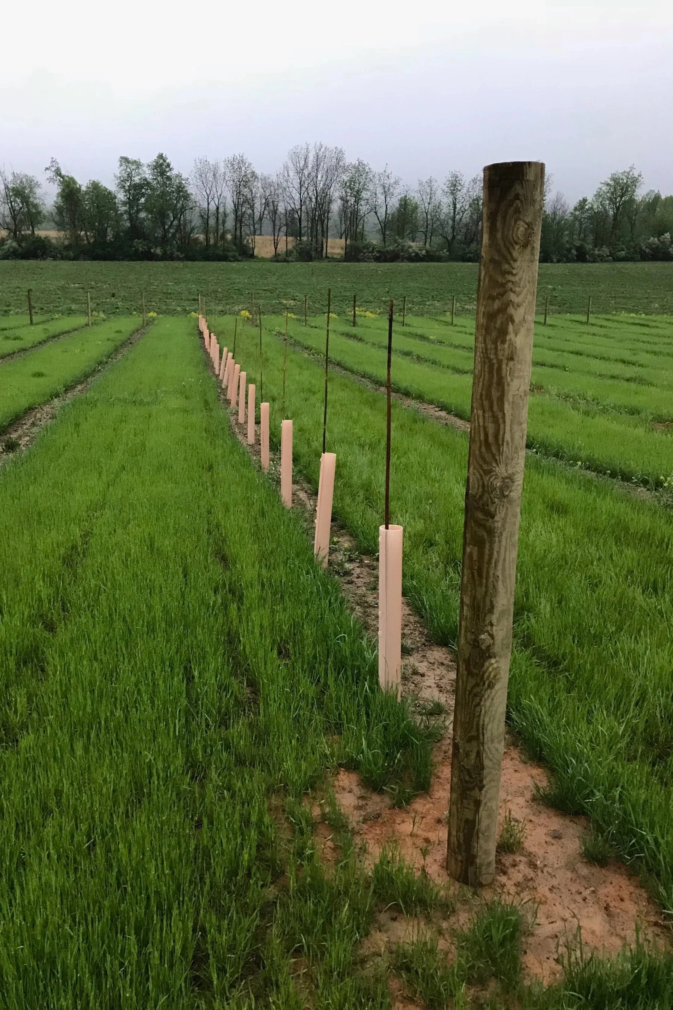 Vineyard is Planted!