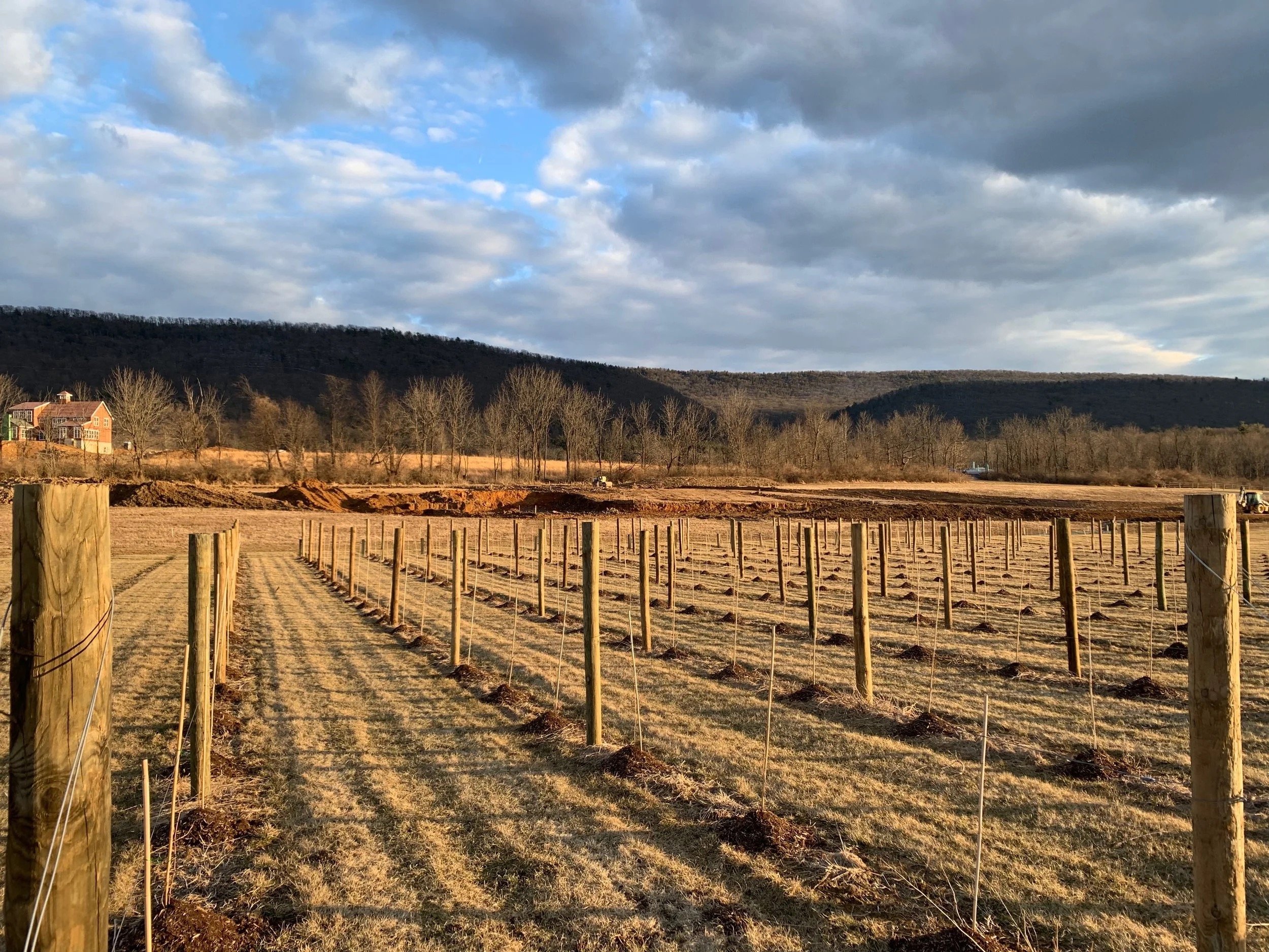 A fenced field with wooden posts and string, planted with new young trees with mounds of soil at their roots, under a partly cloudy sky with mountains and houses in the background during late afternoon.