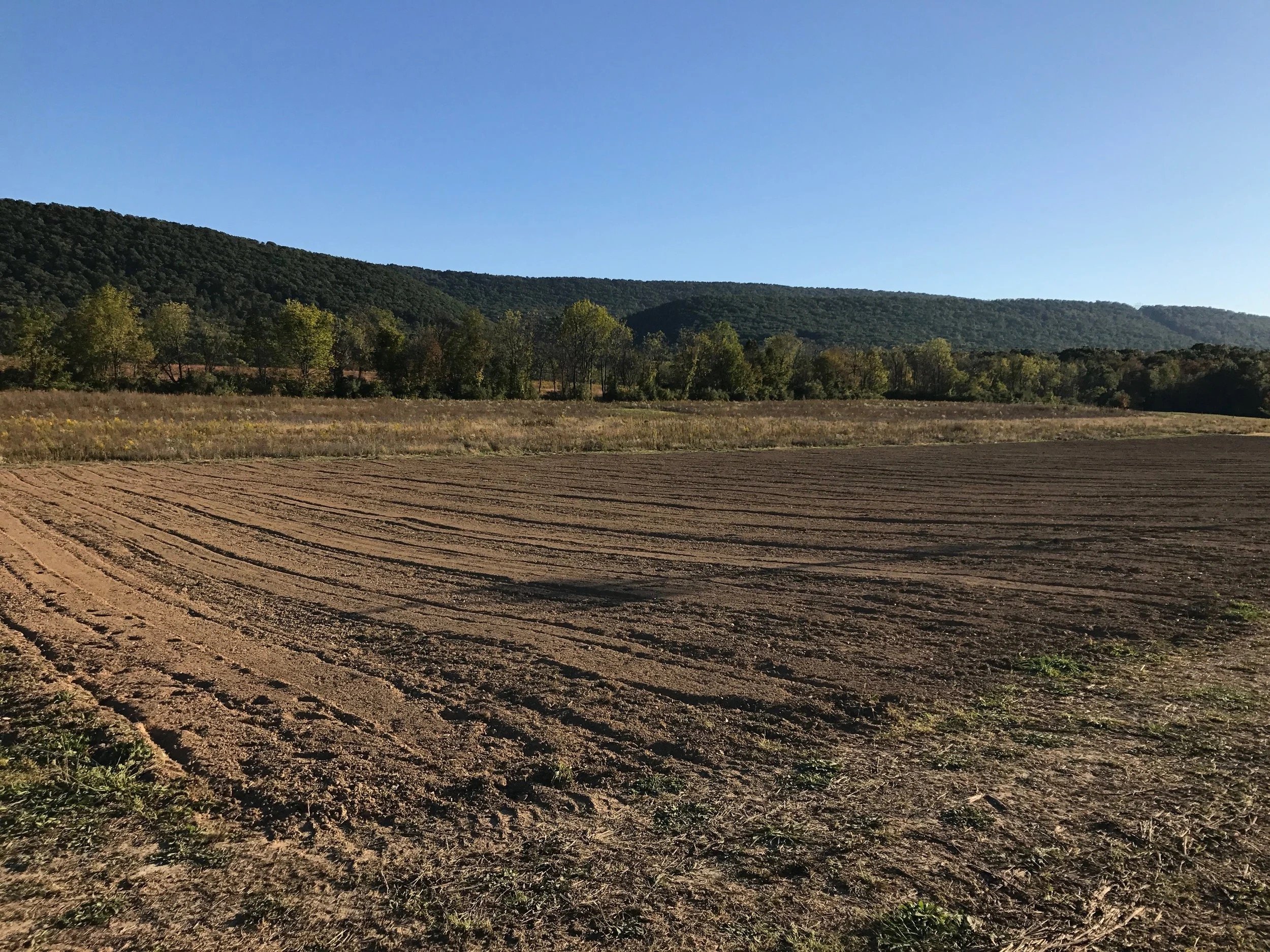 Vineyard Preperation