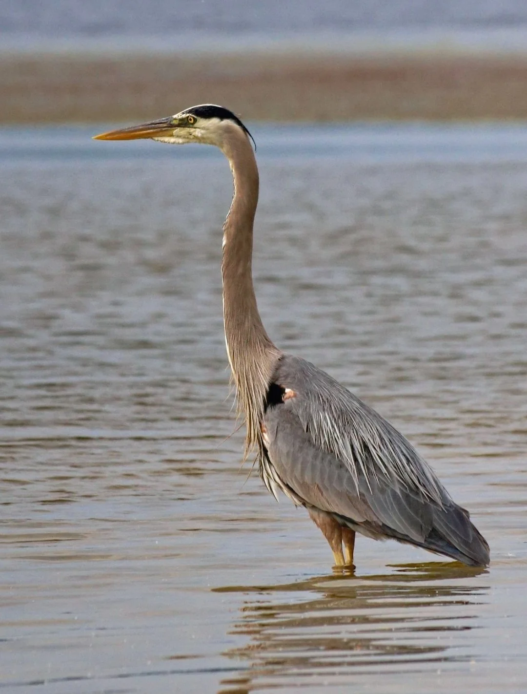 "The Watchful One" - Still as a statue, the Great Blue Heron waits—patient, poised, and perfectly in tune with the rhythm of the water. A quiet reminder that presence is its own kind of power.