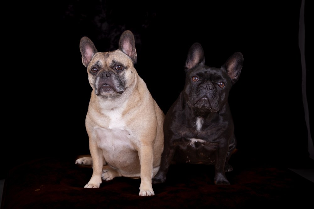 Ginger and Pixie, the studio's two dogs
