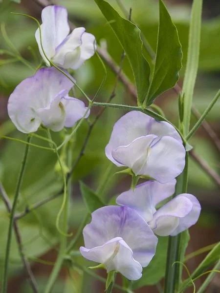 29156-2-lathyrus_odoratus_albutt_blue.jpg