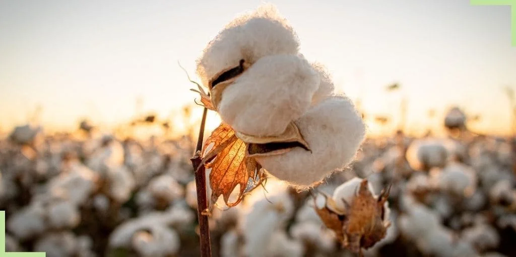 fleur-de-coton.jpg